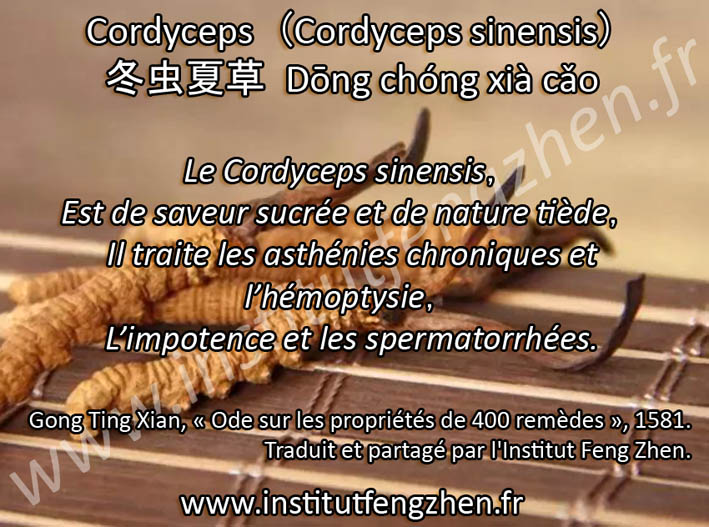 Dong chong xia cao - Cordyceps