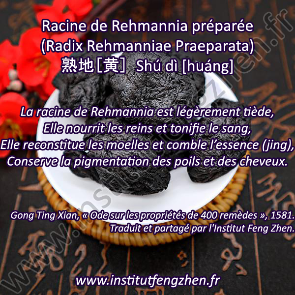 Shu di - Racine de Rehmannia