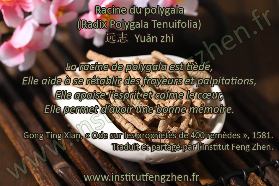 Yuan zhi - Racine de Polygala