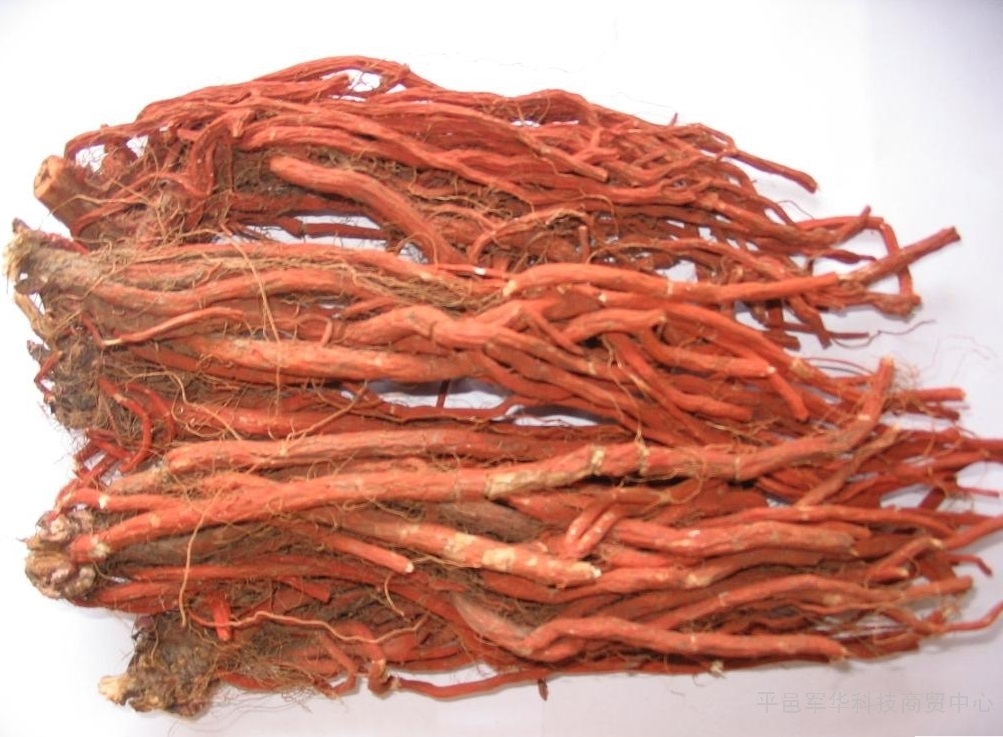 Dan shen, la racine de la sauge rouge de Chine, est fréquemment employée en mtc pour nourrir le sang et promouvoir sa circulation.