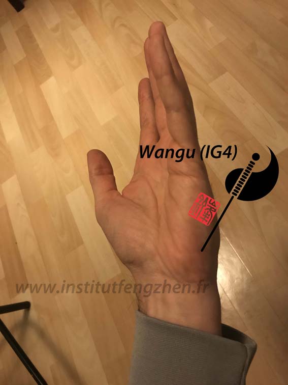 Wangu (IG4) – L’os du poignet