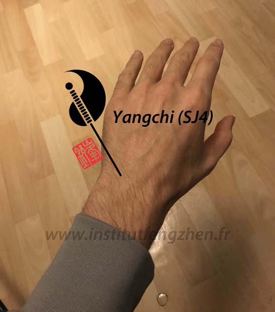 Yangchi (SJ4) – Le bassin du yang